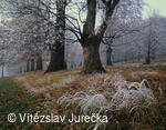 Hukvaldy 046