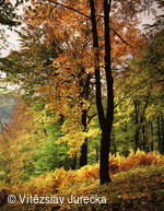 Hukvaldy 079