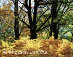 Hukvaldy 080